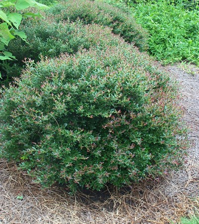 Dwarf Yaupon Holly Bordeaux®